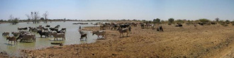04 Barrage De Sougoudou   Les Vaches Arrivent En Continu